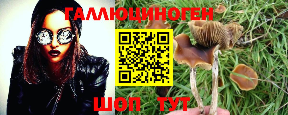Галлюциногенные грибы Psilocybe Апатиты